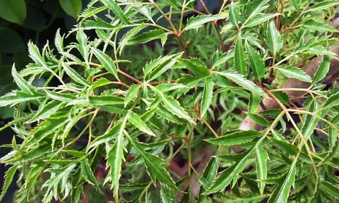 Cây đinh lăng hợp mệnh nào nhất?