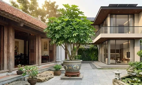 Tin vui cho những gia đình đang trồng cây Ngũ Gia Bì