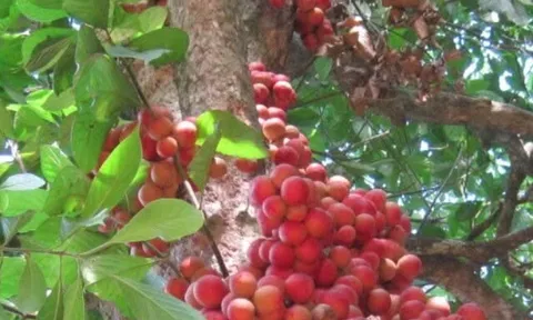 Loại quả xưa chín rụng đầy nay thành đặc sản 45.000 đ/kg, trồng một lần thu hoạch nhiều năm, du khách thích thú