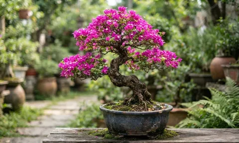 4 vị trí trồng hoa giấy vừa đẹp vừa mang may mắn tài lộc vào nhà