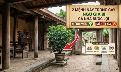 2 mệnh này trồng cây Ngũ Gia Bì cả nhà được lợi