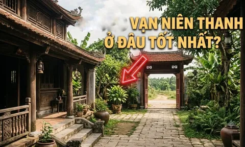 Trồng Vạn niên thanh ở đâu tốt nhất?