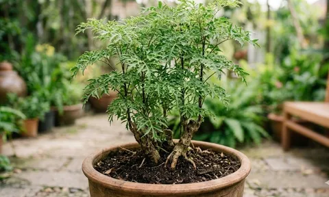 Lời khuyên cho các gia đình thường xuyên ăn lá đinh lăng