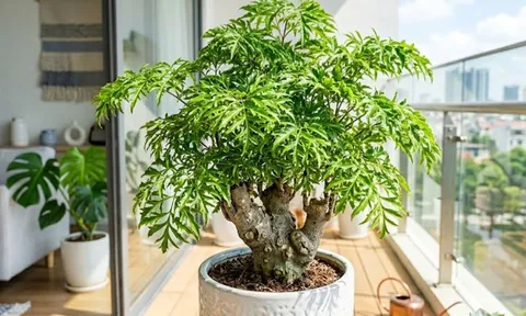 Người mệnh nào hợp trồng cây đinh lăng nhất?