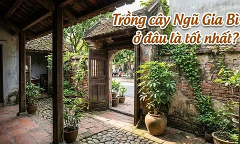 Trồng cây Ngũ Gia Bì ở đâu là tốt nhất?