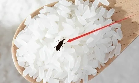 Gạo mua về chẳng may bị mọt, thử ngay 4 mẹo này, chỉ cần đặt một chút vào bao gạo, sâu bọ chạy sạch không còn con nào