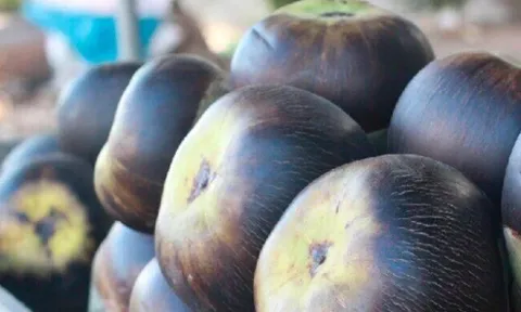 Loại quả xưa chín rụng đầy nay thành đặc sản 120.000 đ/kg, trồng một lần thu hoạch nhiều năm, du khách thích mê