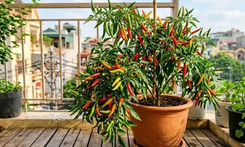 3 vị trí trồng cây ớt giúp thu hút tài lộc vào nhà