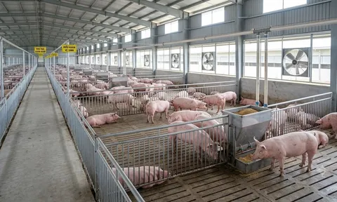 Giá heo hơi hôm nay 8/9/2026: Miền Bắc giảm, miền Trung tăng giảm trái chiều