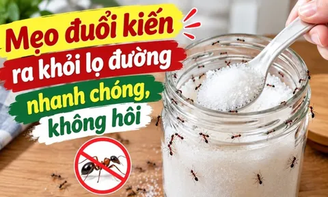 Mẹo đuổi kiến ra khỏi lọ đường nhanh chóng, không hôi