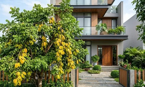 Nên trồng khế chua hay khế ngọt trước nhà thì tốt hơn?