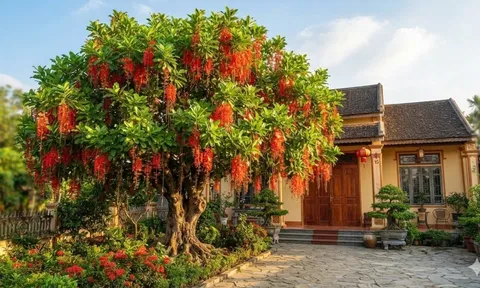 Trồng cây Lộc Vừng ở vị trí nào tốt nhất?