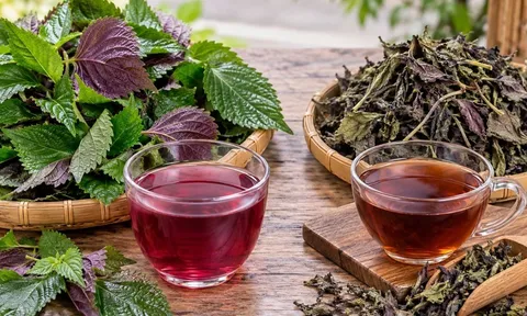 Uống nước lá tía tô tươi hay khô thì tốt hơn?