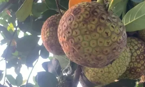 Loại quả mọc bờ rào xưa chín rụng đầy nay thành đặc sản 90.000 đ/kg, trồng một lần thu hoạch nhiều năm, người thành phố ưa chuộng