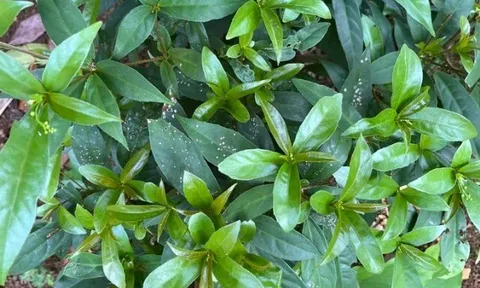 Cây dại mọc bờ rào nay thành đặc sản nổi tiếng, trồng 6 tháng cho thu hoạch, giá 70.000 đồng/kg người thành phố ưa chuộng