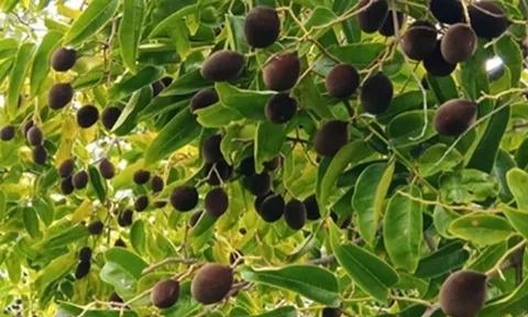 Loại quả xưa chín rụng đầy nay thành đặc sản 200.000 đ/kg, trồng một lần thu hoạch nhiều năm, du khách thích thú