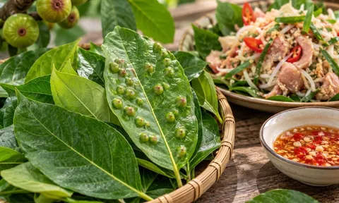 Có nên ăn lá sung có nốt sần không? Sự thật về loại lá dân dã nhiều người vẫn dùng