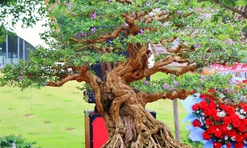 Cây dại nở hoa tỏa mùi thơm nức mũi “lên chậu” thành bonsai, mang lại tiền tài và phú quý, giá đắt đỏ vẫn được săn lùng