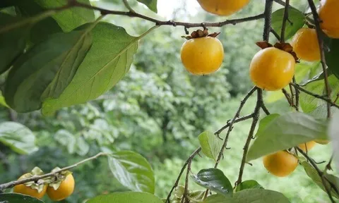 Loại quả xưa chín rụng đầy gốc nay thành đặc sản 130.000 đ/kg, trồng một lần thu hoạch nhiều năm, người thành phố ưa chuộng
