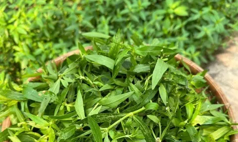 Cây dại mọc bờ rào nay thành đặc sản nổi tiếng, trồng 45 ngày cho thu hoạch, giá 60.000 đồng/kg được ưa chuộng ở thành phố