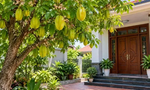 Nhà ai đang trồng cây khế trước nhà, chú ý điều này