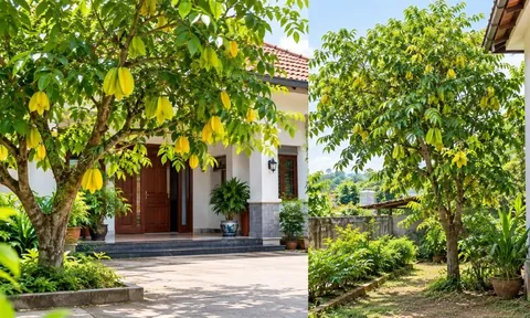 Trồng cây khế trước hay sau nhà tốt hơn? Người xưa có một lựa chọn đáng lưu ý
