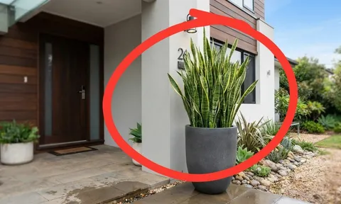 Trồng cây Lưỡi Hổ ở đâu tốt nhất?