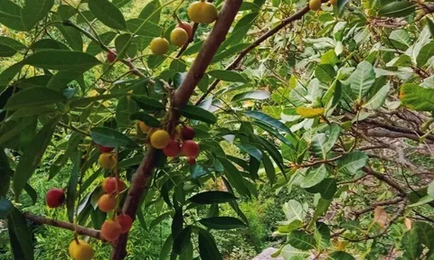 Loại quả xưa chín rụng đầy nay thành đặc sản 35.000 đ/kg, trồng một lần thu hoạch nhiều năm, du khách thích mê