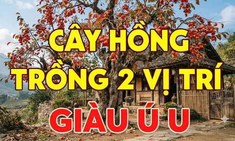 2 vị trí trồng hồng hút tài lộc vào nhà: Ai không biết thật đáng tiếc