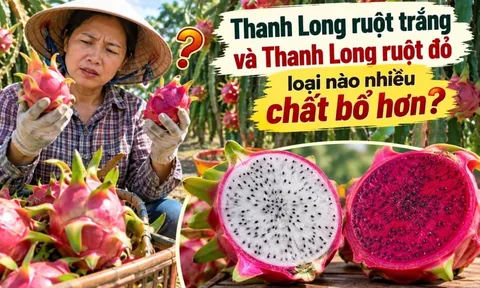 Thanh long ruột trắng và thanh long ruột đỏ loại nào nhiều chất bổ hơn?