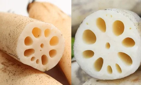 Nên chọn củ sen có bao nhiêu lỗ: Loại 7 hay 9 lỗ ngon hơn?