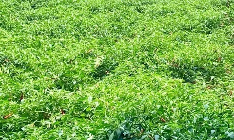 Loại cây cho quả bé tý, giàu dưỡng chất, trồng một lần thu hái nhiều đợt giúp nông dân vươn lên làm giàu