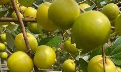 Loại quả mọc bờ rào xưa chín rụng đầy nay thành đặc sản 70.000 đ/kg, trồng một lần thu hoạch nhiều năm, được ưa chuộng ở thành phố