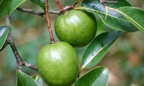 Loại quả xưa chín rụng đầy nay thành đặc sản 150.000 đ/kg, trồng một lần thu hoạch nhiều năm, du khách thích thú