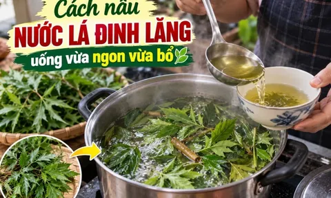Cách nấu nước lá đinh lăng uống vừa ngon vừa bổ