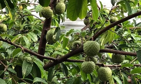 Loại quả mọc bờ rào xưa chín rụng đầy nay thành đặc sản 250.000 đ/kg, trồng một lần thu hoạch nhiều năm, được ưa chuộng ở thành phố