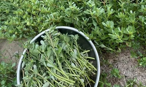 Cây dại mọc bờ rào nay thành đặc sản nổi tiếng, trồng 30 ngày cho thu hoạch, giá 65.000 đồng/kg được ưa chuộng ở thành phố