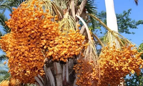 11 loại quả giàu chất xơ, giúp hỗ trợ tiêu hoá và kiểm soát đường huyết, chợ Việt bán nhiều từ 15.000 đồng/kg