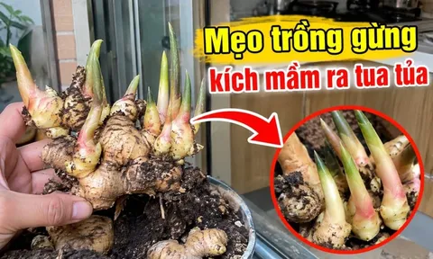 Mẹo trồng gừng kích mầm ra tua tủa