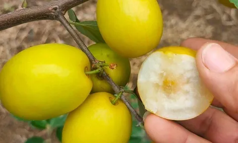 Loại quả mọc bờ rào xưa chín rụng đầy nay thành đặc sản 45.000 đ/kg, trồng một lần thu hoạch nhiều năm, người thành phố ưa chuộng