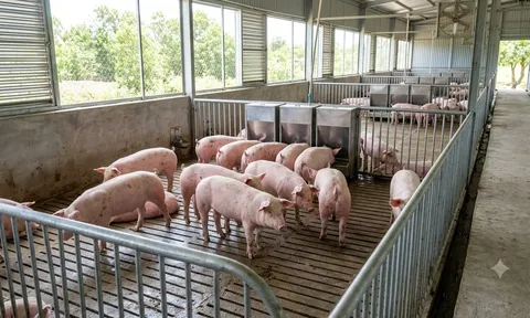 Giá heo hơi hôm nay 15/9: Hưng Yên chạm 60.000 đồng/kg, miền Bắc khởi sắc