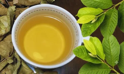 Nên uống nước lá ổi khô hay tươi?