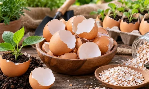 Nhiều người bỏ vỏ trứng vào thùng rác mà không biết 6 công dụng hữu ích này