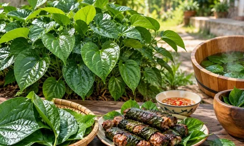 Tin vui cho những gia đình trồng bụi lá lốt