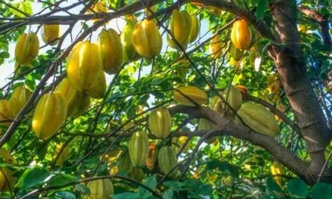 Trồng khế nên trồng khế chua hay khế ngọt