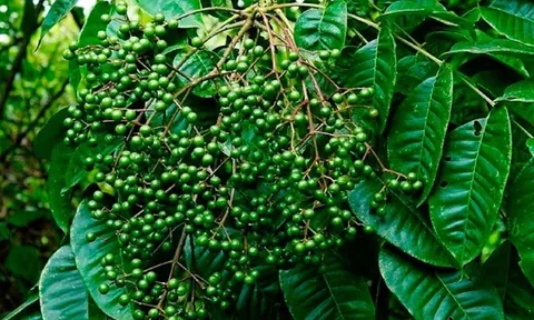 Loại quả xưa chín rụng đầy nay thành đặc sản 200.000 đ/kg, trồng một lần thu hoạch nhiều năm, du khách thích thú