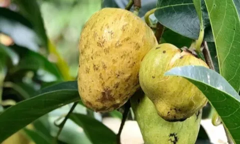 Loại quả xưa chín rụng đầy gốc nay thành đặc sản 65.000 đ/kg, trồng một lần thu hoạch nhiều năm, người thành phố ưa chuộng