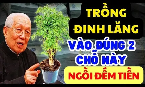 Cây đinh lăng trấn giữ của cải: Trồng đúng chỗ này tiền bạc chảy vào nhà ùn ùn