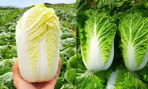 Mua cải thảo: Chọn cây trắng hay cây xanh mới ngon?