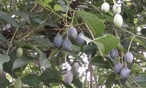 Loại quả xưa chín rụng đầy gốc nay thành đặc sản 120.000 đ/kg, trồng một lần thu hoạch nhiều năm, được ưa chuộng ở thành phố